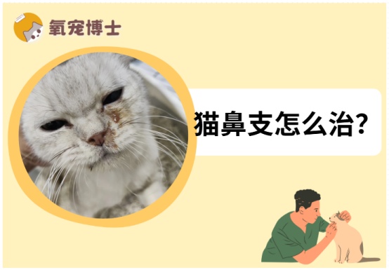 大猫猫鼻支怎么治疗?