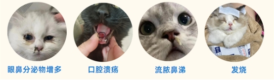 猫鼻支症状