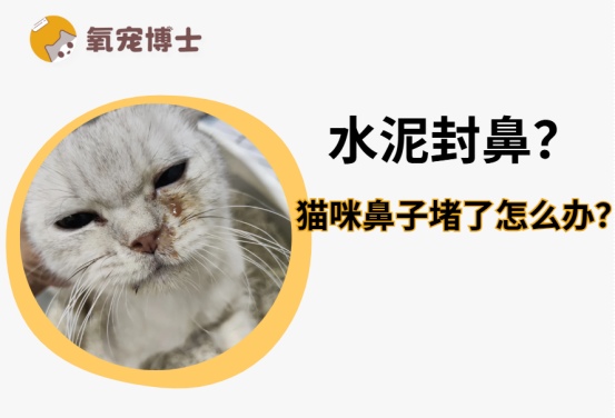 猫鼻支鼻子堵了怎么治疗?