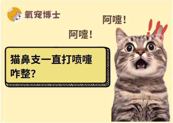 猫咪频繁打喷嚏