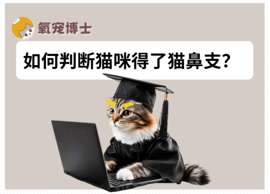 如何判断猫咪得了猫鼻支?