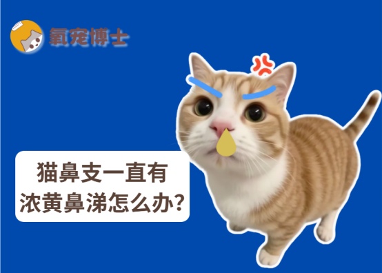猫鼻支一直有浓黄鼻涕怎么办?