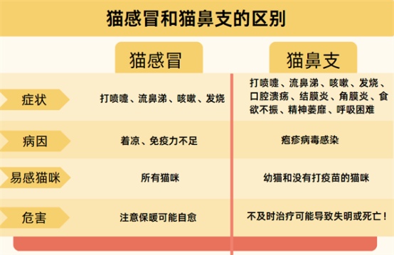 如何判断猫咪是不是得了猫鼻支?