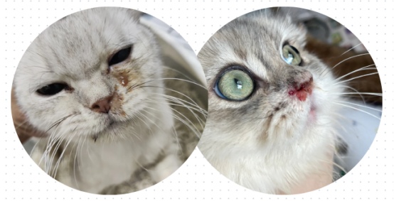 猫咪感染猫鼻支一直有浓黄鼻涕