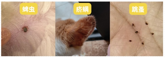 小狗身上痒怎么办