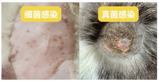 小狗身上痒用什么药