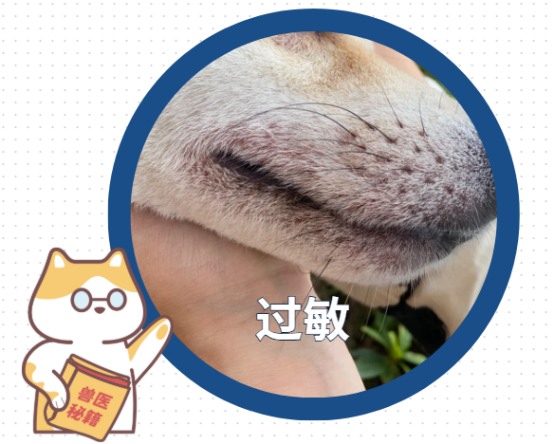 小狗身上痒怎么回事?
