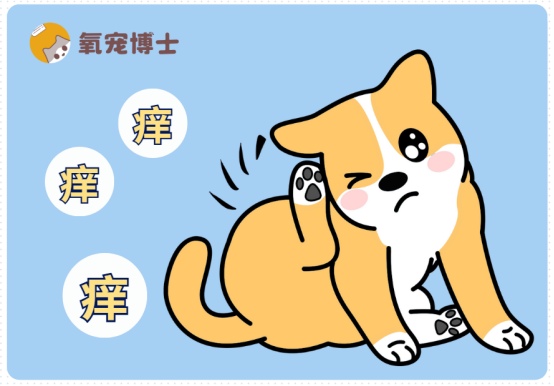 小狗身上痒怎么办用什么药