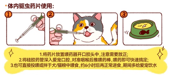 猫咪体内驱虫的正确方法
