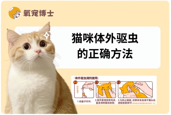 猫咪体外驱虫的正确方法