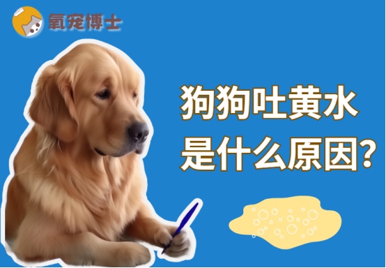 狗狗吐黄水