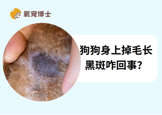 狗狗身上掉毛长黑斑