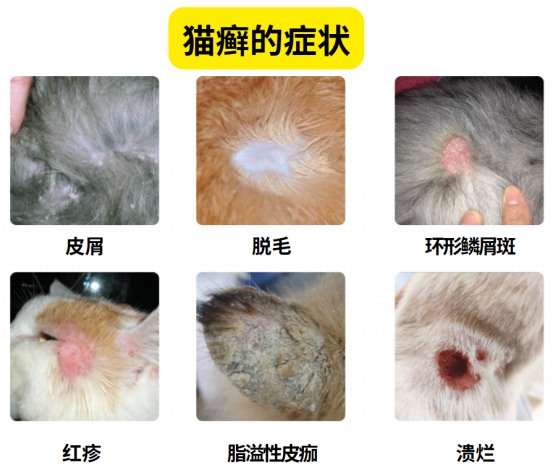 猫癣的症状