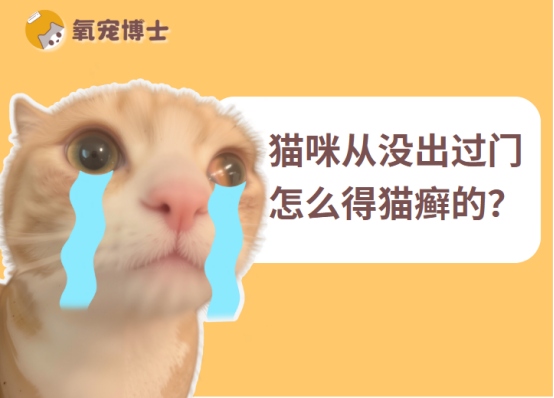 猫咪不出门怎么得猫癣的?