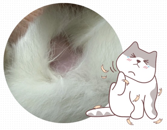猫身上掉毛一块一块的