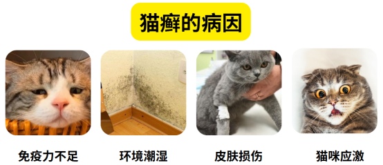 猫癣的传播途径