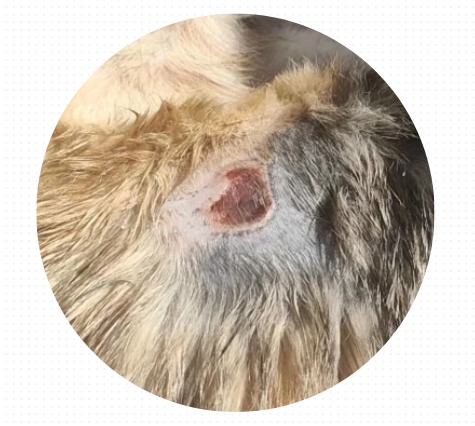 猫身上掉毛一块一块的