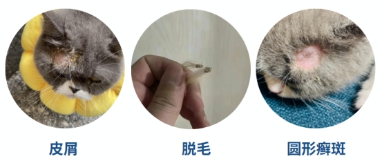 猫身上掉毛一块一块的怎么回事?