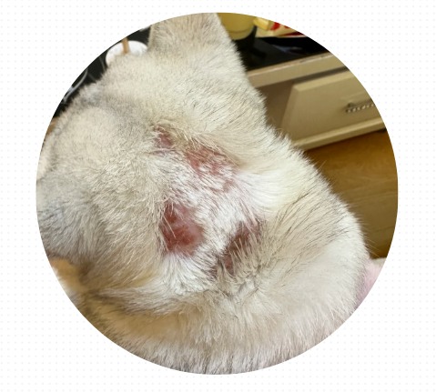 猫身上掉毛一块一块的怎么办