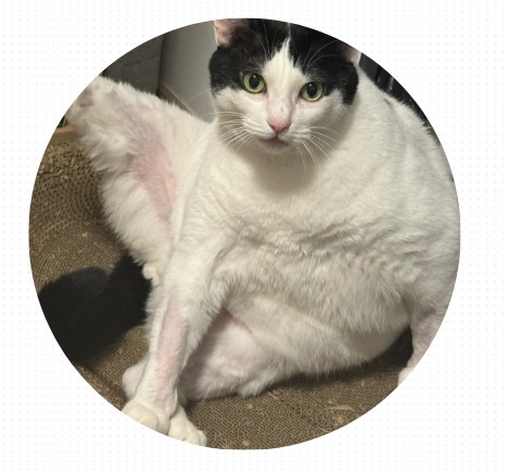 猫身上掉毛一块一块的用什么药?