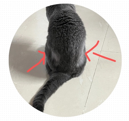 猫身上掉毛怎么回事?