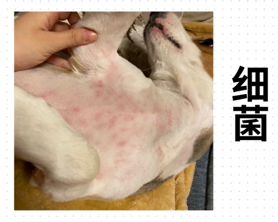 狗狗皮肤病用药