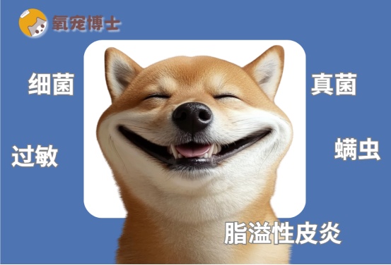 狗狗皮肤病用药全攻略