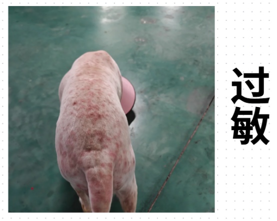 狗狗皮肤过敏