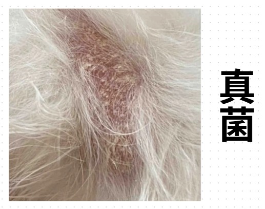 狗狗真菌性皮肤病