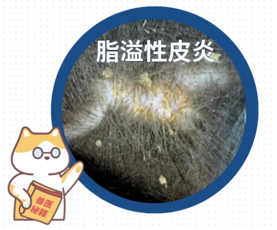 狗狗皮肤病用什么药