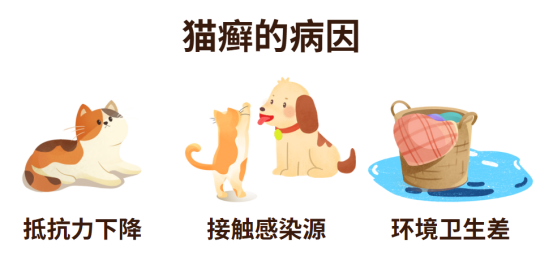 猫咪怎么感染猫癣的?