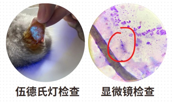 猫癣的诊断方法