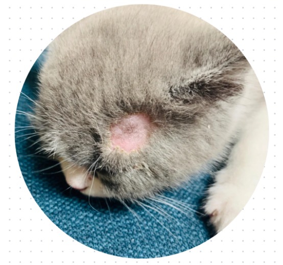 猫癣症状