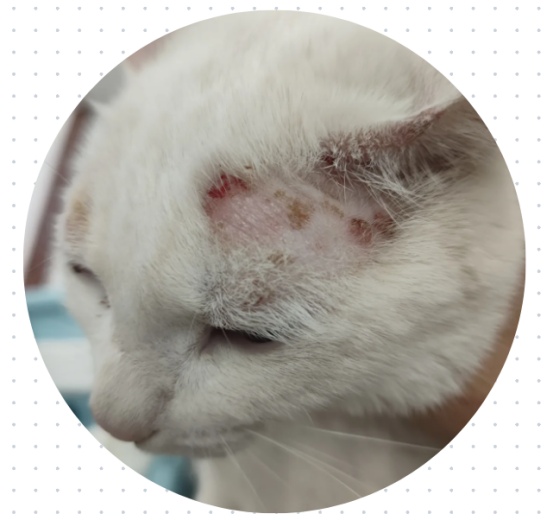 猫癣用什么药膏