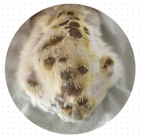 猫癣用什么药效果好?