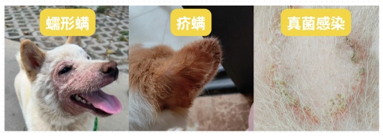 狗狗生癞子是怎么回事？