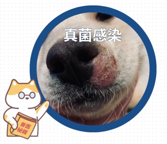 狗狗嘴巴周围红红的怎么办？