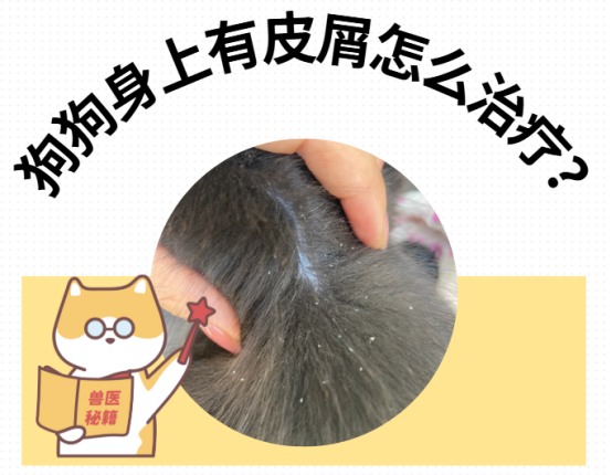 狗狗身上有皮屑怎么治疗?