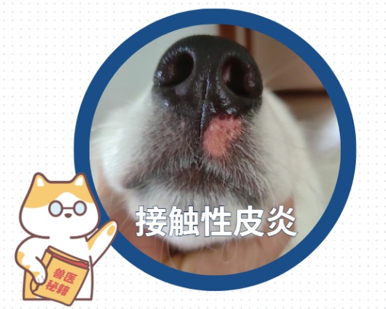 狗狗嘴巴周围红红的