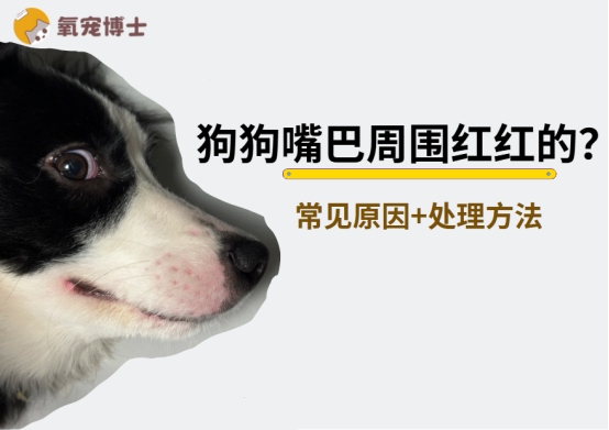 狗狗嘴巴周围红红的怎么回事？