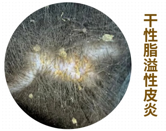 狗狗身上有皮屑怎么回事?