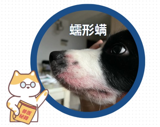 狗狗嘴巴周围红红的是什么原因