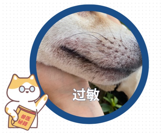 狗狗嘴巴周围红肿掉毛