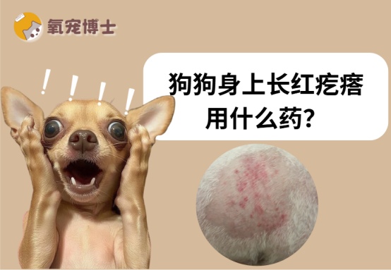 狗狗身上长红疙瘩怎么办?