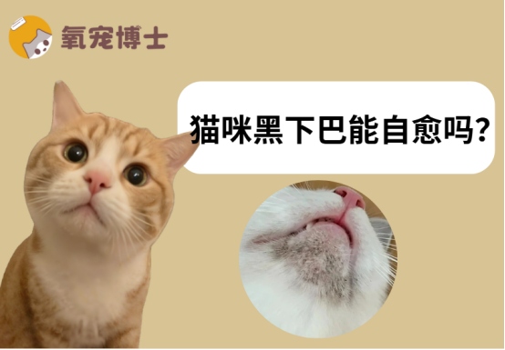 猫咪黑下巴会自愈吗？