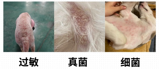 狗狗身上长红疙瘩怎么治疗?
