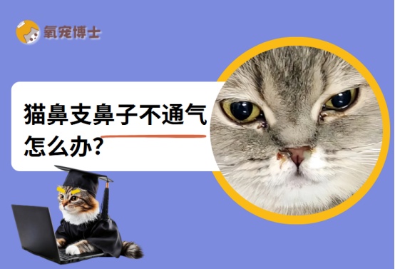 猫鼻支鼻子不通气怎么办?