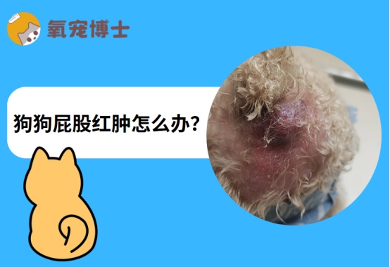 狗狗屁股红肿是怎么回事?