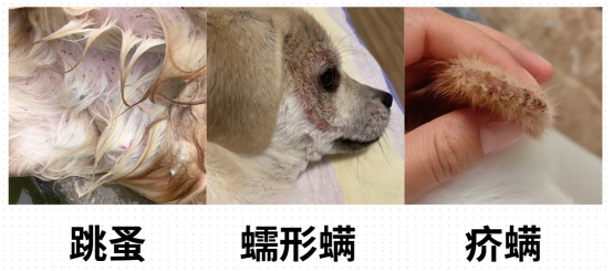 狗狗身上长红疙瘩用什么药?