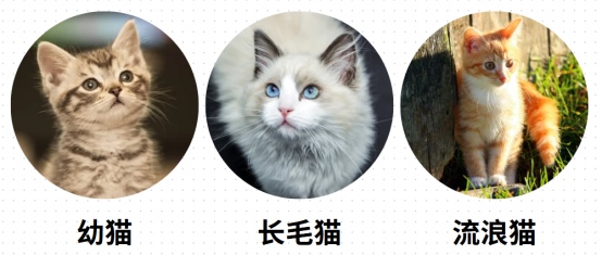猫身上长癣怎么治